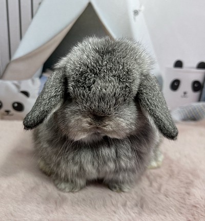 Минилоп чистопородный